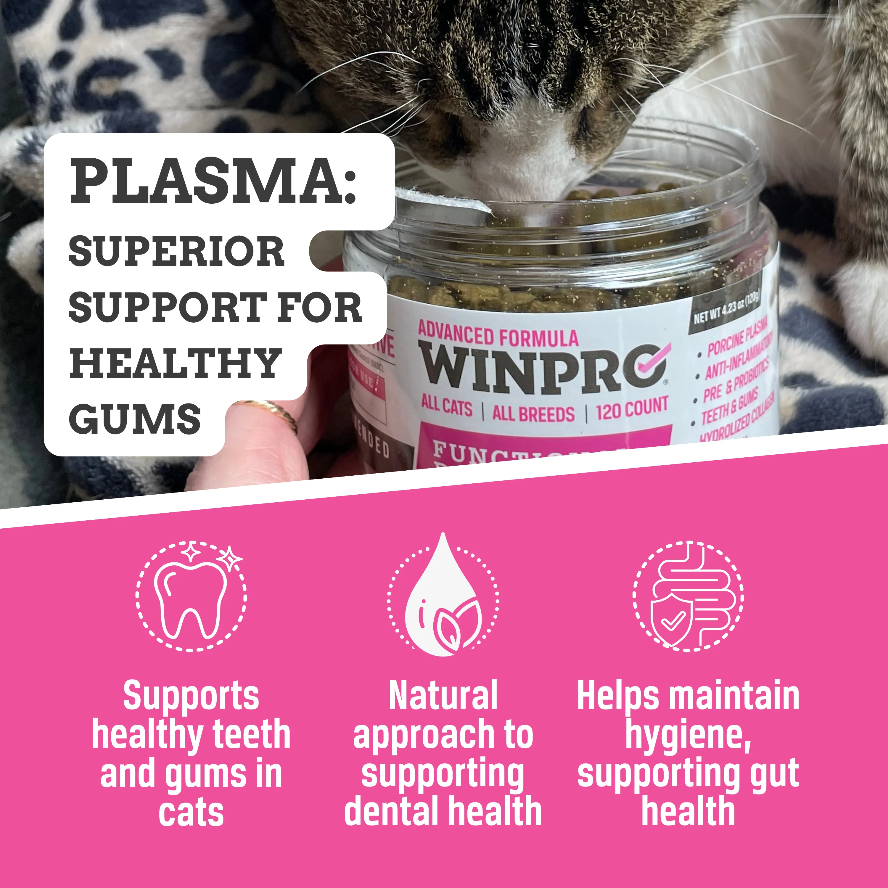 Cat Dental Bites - Image 5