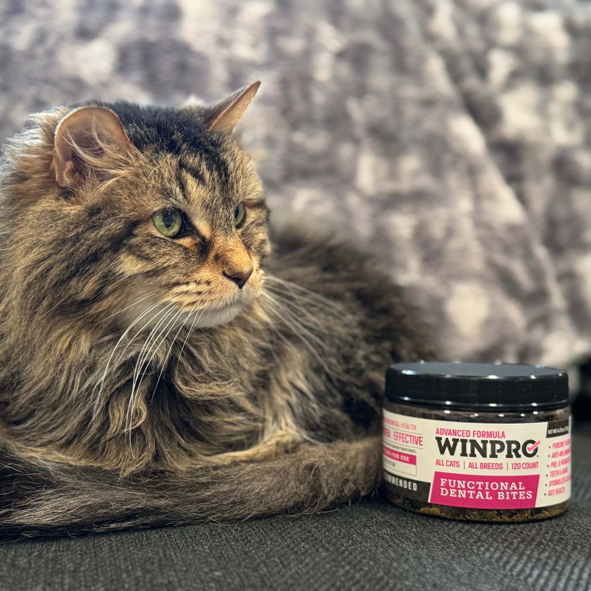 Cat Dental Bites - Image 6