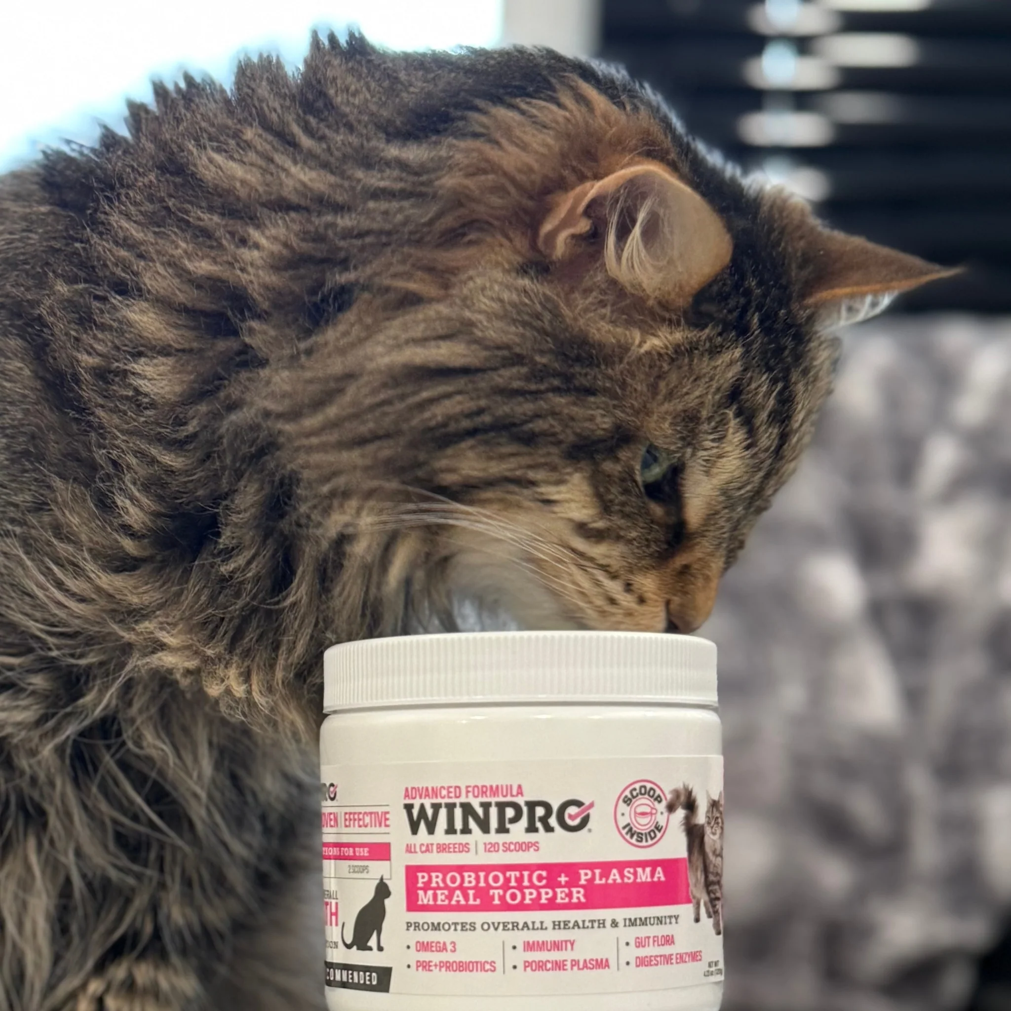 Cat Probiotic + Plasma Meal Topper - Image 8